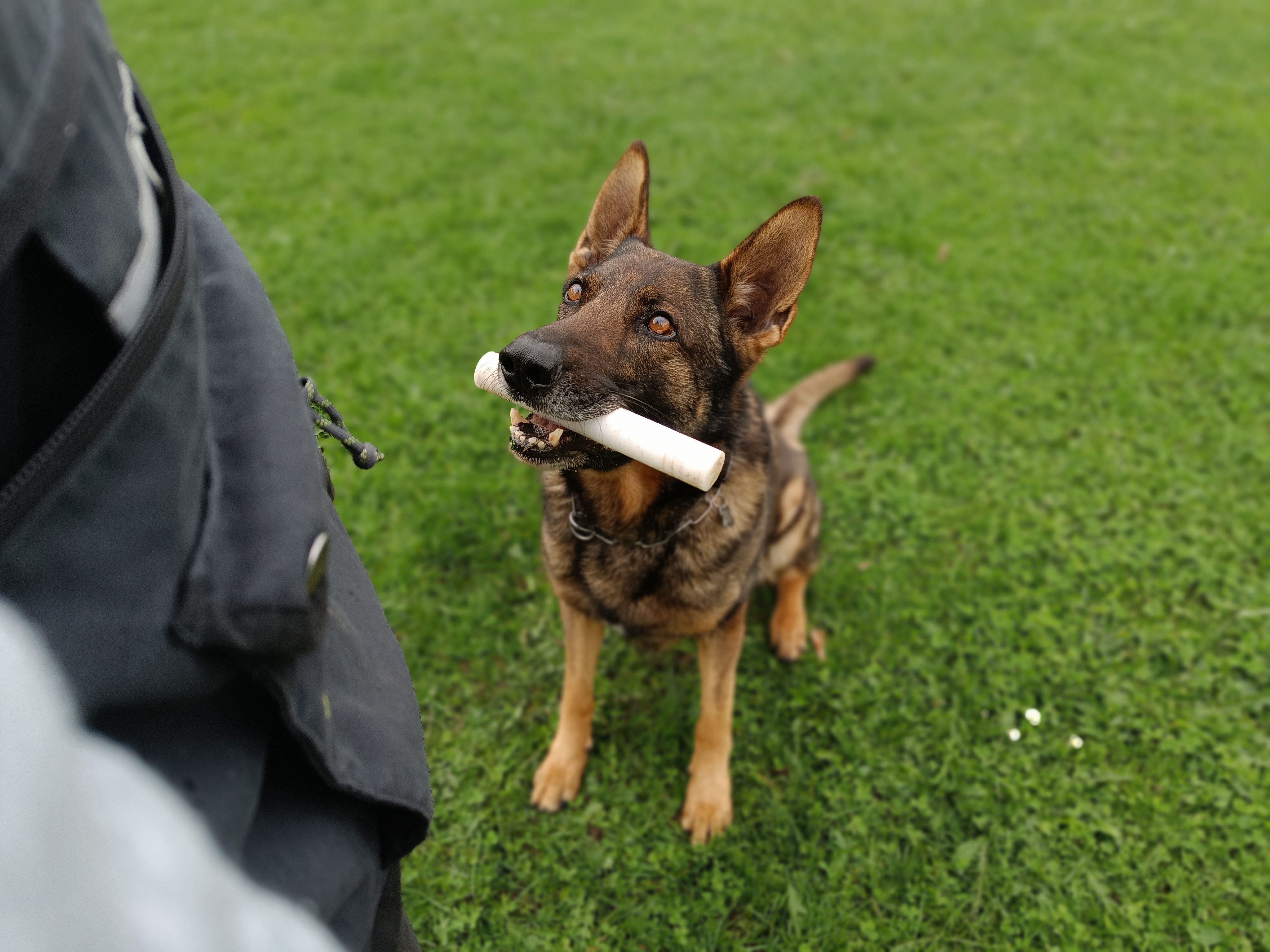 Tr&aelig;ning med hund