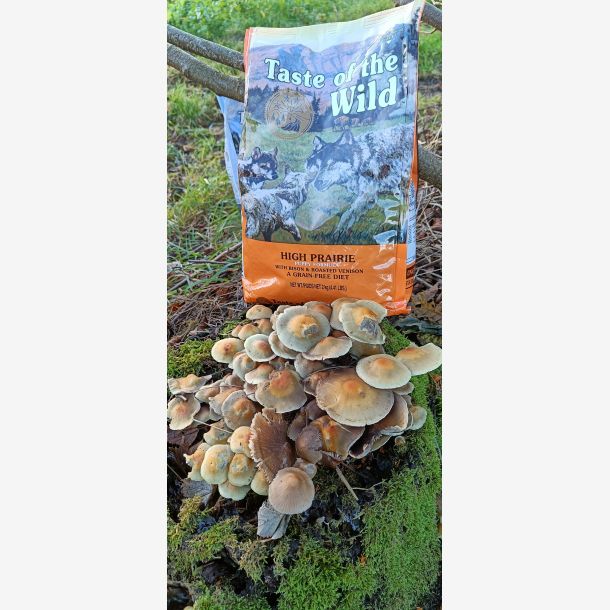 Taste of the Wild High Prairie Puppy