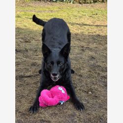 Coockoo Alvin dog toy