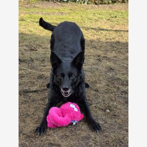 Coockoo Alvin dog toy