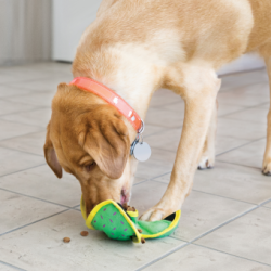 KONG� Ballistic Hide 'n Treat
