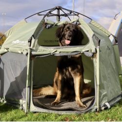 SmartHouse Dog Large