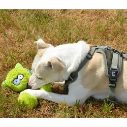 Coockoo Alvin dog toy